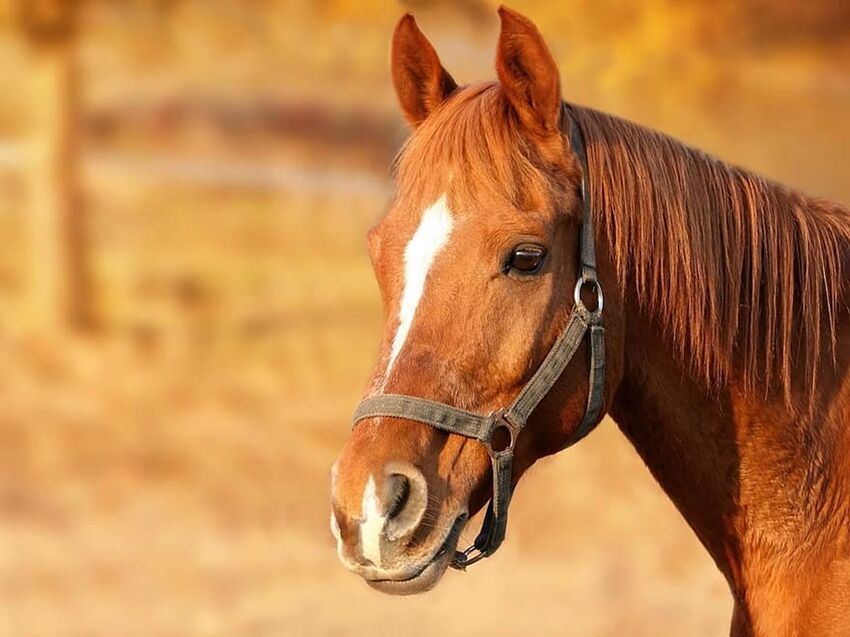 馬の画 093c 馬の頭部 | 下絵工房カルトーネ