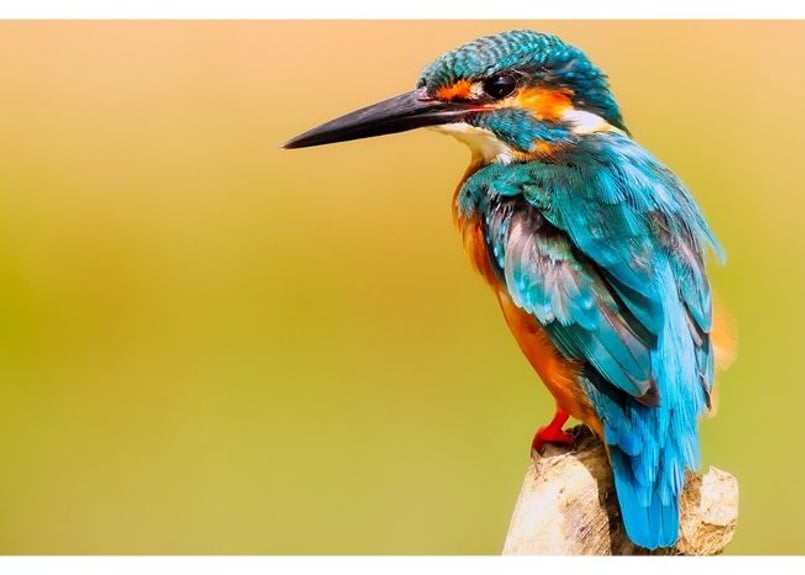 006b ブルーが美しいカワセミ（着彩見本付き） | 下絵工房カルトーネ