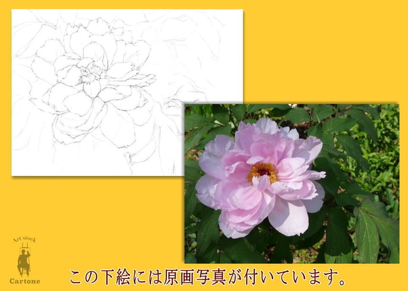 123a シャクヤク | 下絵工房カルトーネ