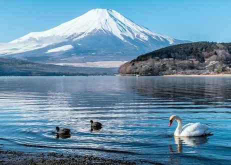 163d 富士山と白鳥の湖 （着彩見本付き）