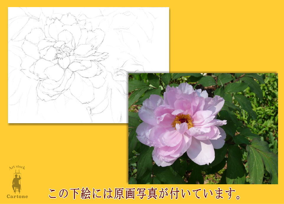 123c シャクヤク | 下絵工房カルトーネ