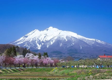 106a  岩木山と桜