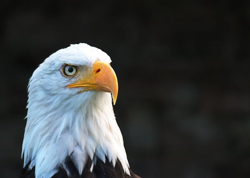 白鷲 白頭鷲 | GANREF