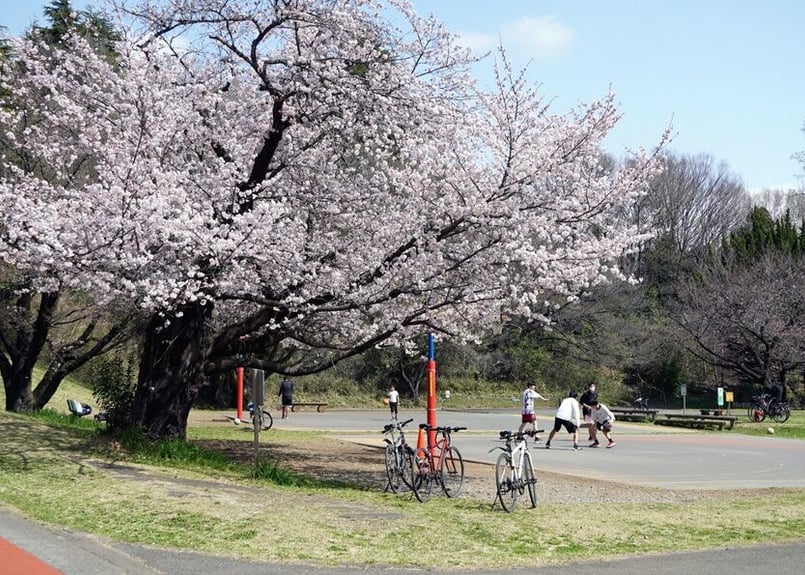 156c 公園の桜 | 下絵工房カルトーネ