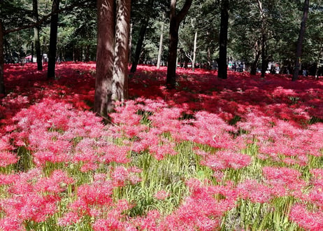 193b 曼殊沙華公園 （着彩見本付き）