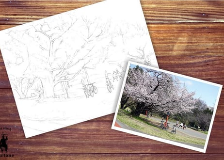 156c 公園の桜