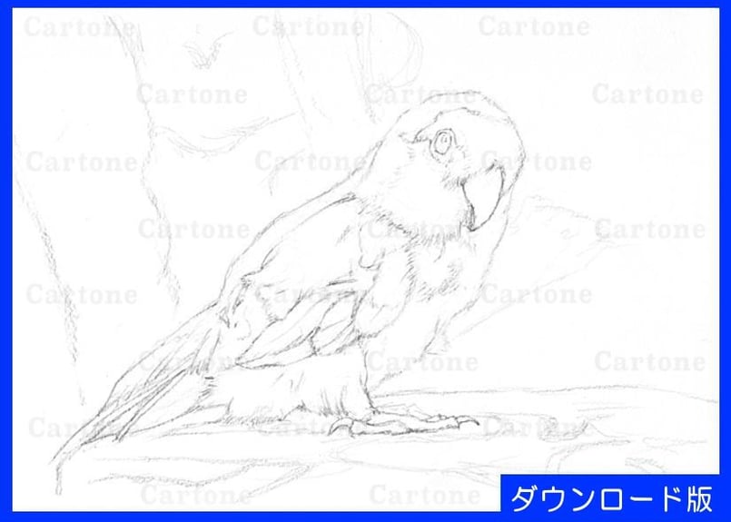 041d カラフルなインコ （着彩見本付き） | 下絵工房カルトーネ
