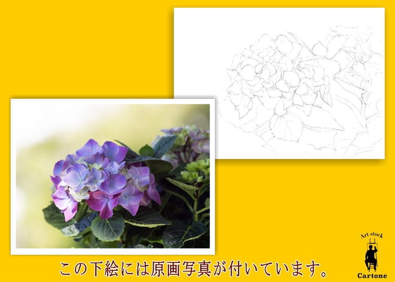 日本画⑩　紫陽花 小倉遊亀 「 咲きそむ 」 木版画 版画 絵画 日本画 花 あじさい