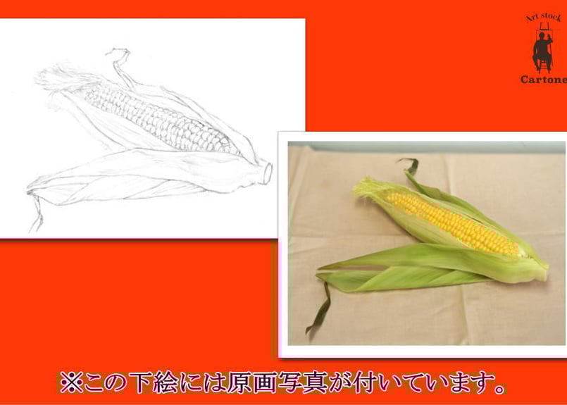 057c トウモロコシ | 下絵工房カルトーネ