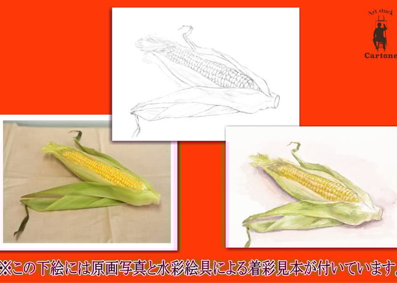 とうもろこしページ2 057d トウモロコシ （着彩見本付き） | 下絵工房カルトーネ