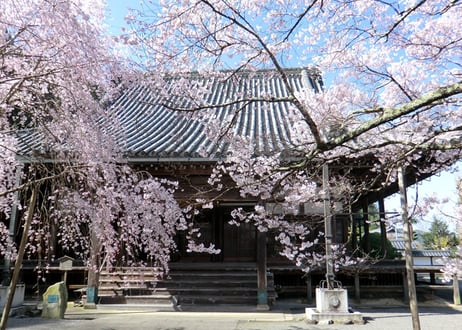 224a 寺と桜