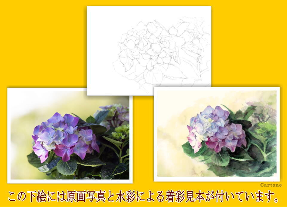 120b 紫陽花 （着彩見本付き） | 下絵工房カルトーネ