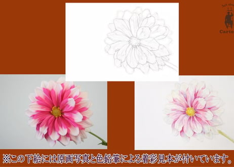 024b ピンクの花 （着彩見本付き）