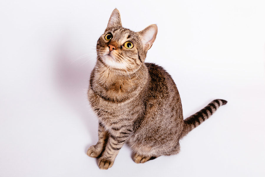 イラスト原画 「見上げる猫」 見上げる猫[10513000059]の写真・イラスト素材｜アマナイメージズ