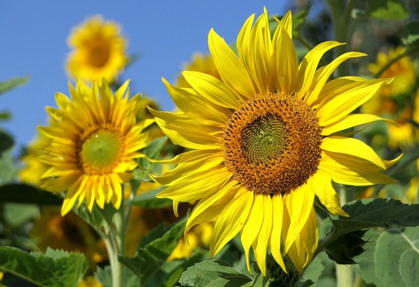 fit=scale-down,w=1200