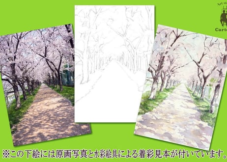 028b  桜並木 （着彩見本付き）