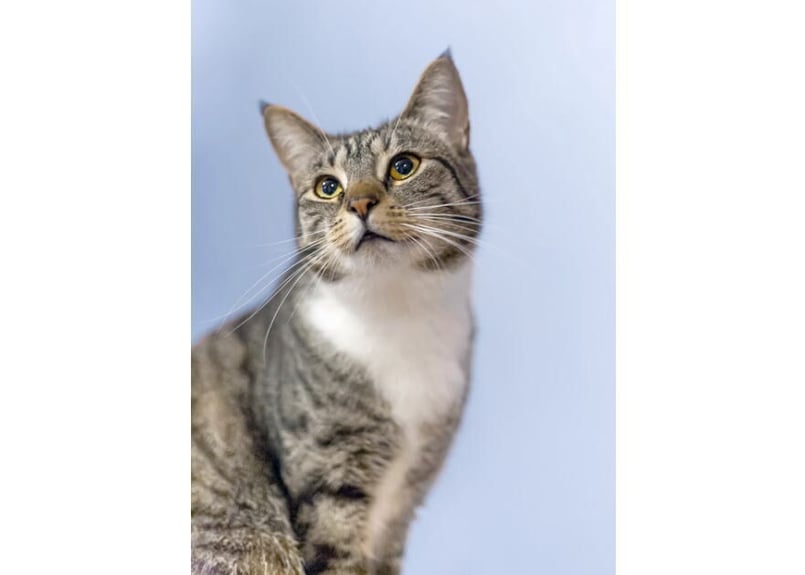 174c グレーの猫 | 下絵工房カルトーネ