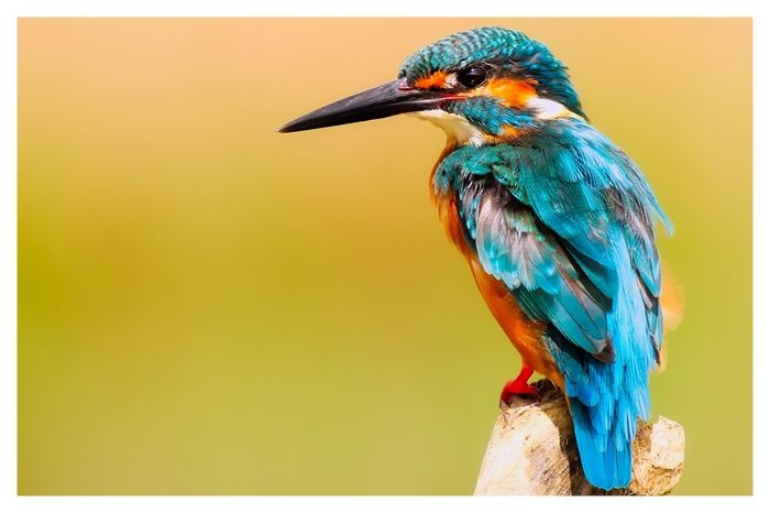 006a ブルーが美しいカワセミ | 下絵工房カルトーネ