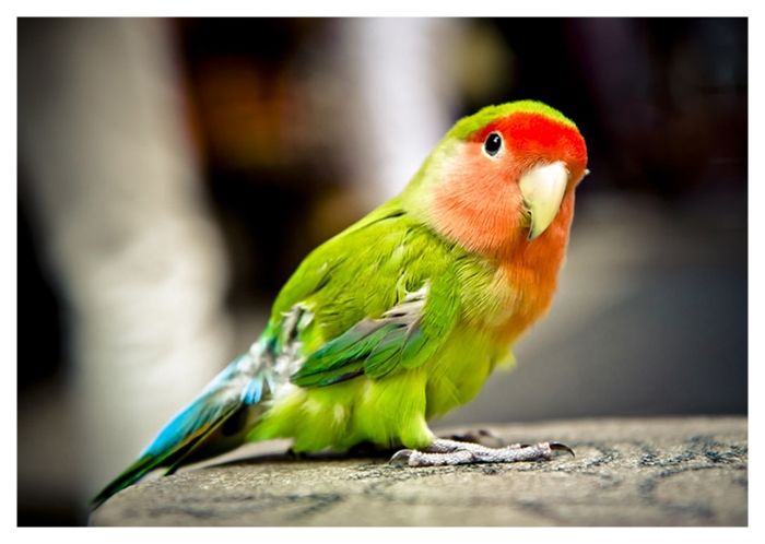 カラフルなインコの絵皿27センチ 18cmプレート（80羽の中からお好きな鳥・インコを選べます