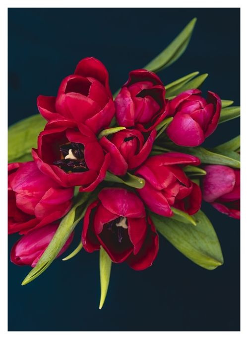 026a チューリップブーケ | 下絵工房カルトーネ