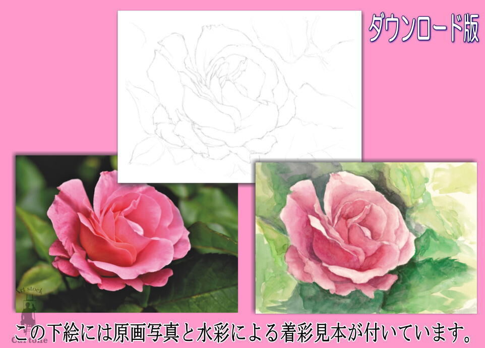 143d ピンクのバラ (着彩見本付き) | 下絵工房カルトーネ