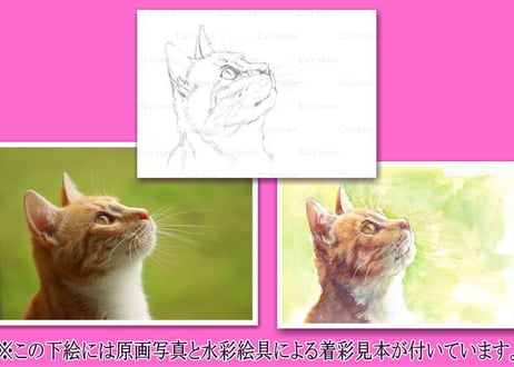 092d  見上げる猫の横顔  （着彩見本付き）