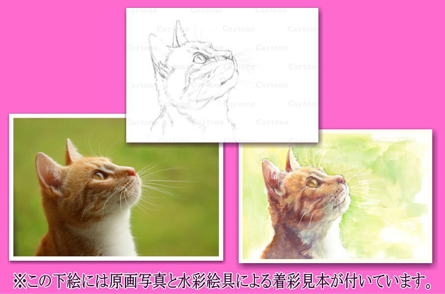 イラスト原画 「見上げる猫」 092d 見上げる猫の横顔 （着彩見本付き） | 下絵工房カルトーネ