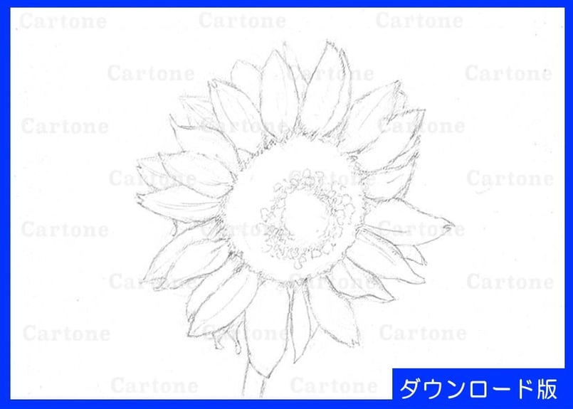 004d ひまわり （着彩見本付き） | 下絵工房カルトーネ