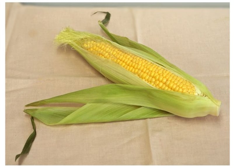 057b トウモロコシ （着彩見本付き） | 下絵工房カルトーネ