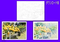 185d バラ園の黄色いバラ （着彩見本付き）