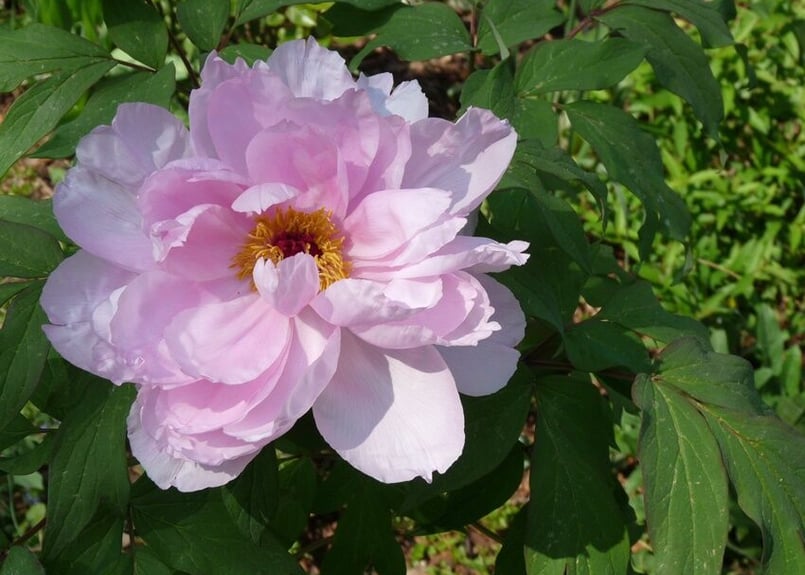 123c シャクヤク | 下絵工房カルトーネ