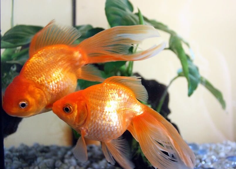 126c 金魚 | 下絵工房カルトーネ