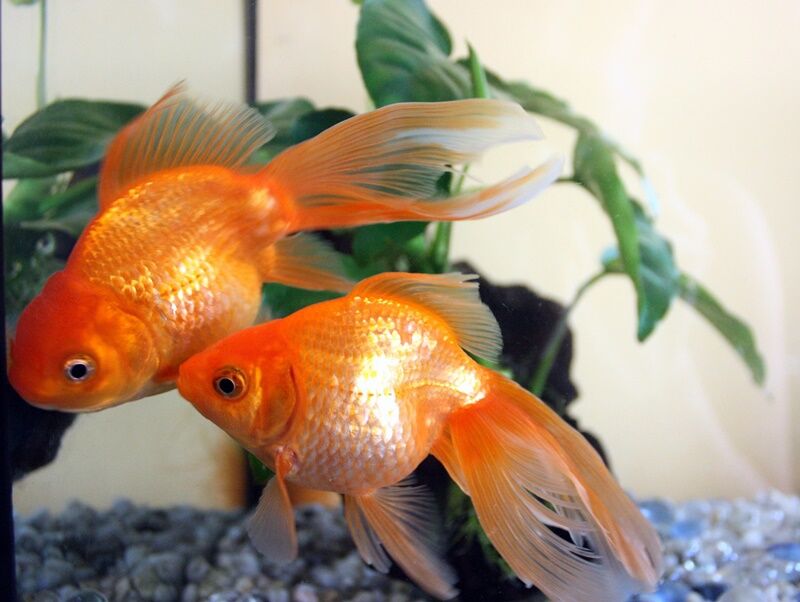 126d 金魚 （着彩見本付き） | 下絵工房カルトーネ