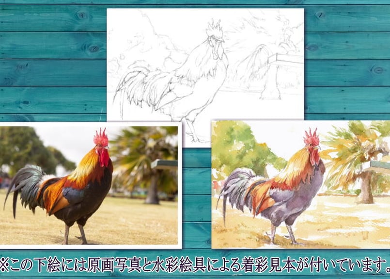 059d ニワトリ （着彩見本付き） | 下絵工房カルトーネ