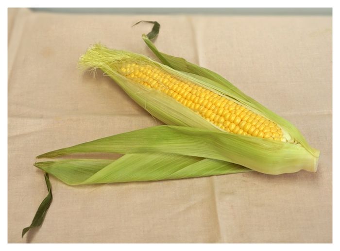 とうろもこし！ 71mc1MrjQ9L._AC_UF350,