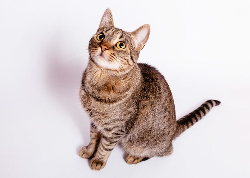 013b 上を見上げるネコ （着彩見本付き） | 下絵工房カルトーネ