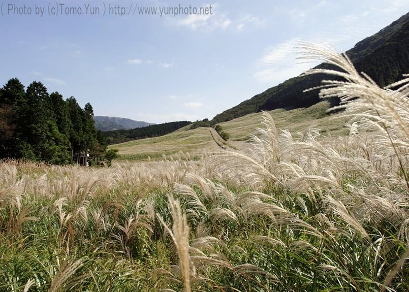 月見草　原画 Japanese Print 