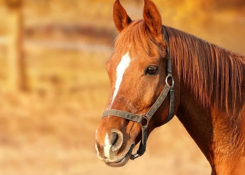 馬馬の頭部・台付き