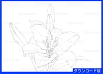 091c  ピンクのユリの花