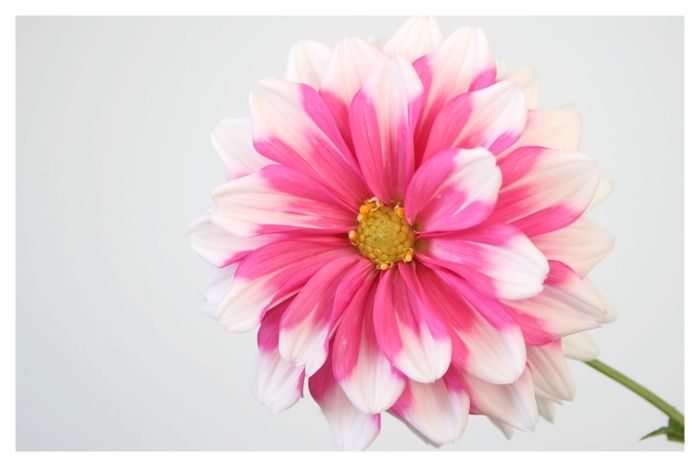 024a ピンクの花 | 下絵工房カルトーネ