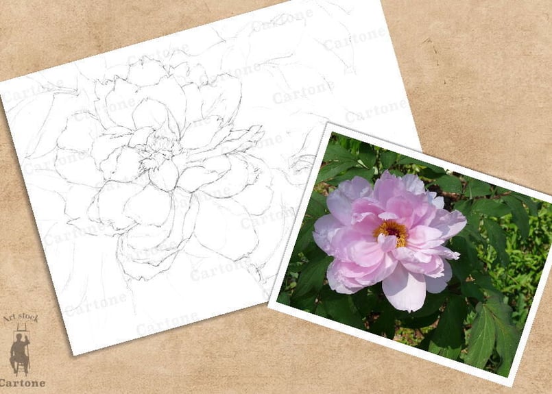 123c シャクヤク | 下絵工房カルトーネ