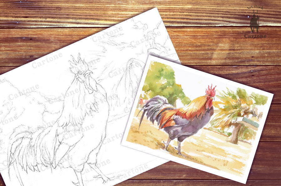 にわとりページ 059d ニワトリ （着彩見本付き） | 下絵工房カルトーネ
