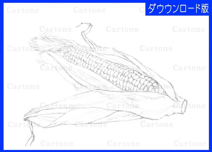 057c トウモロコシ | 下絵工房カルトーネ