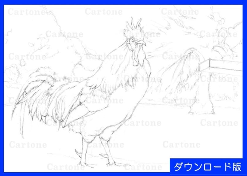 ニワトリ 長鳴鶏の鳴き合わせ会（2024年） | 鶏の鳴き声の長さや美しさを競う 彌