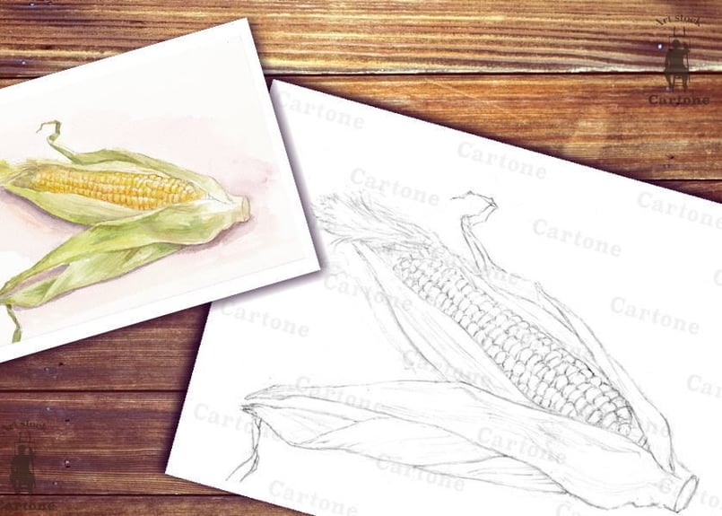 057b トウモロコシ （着彩見本付き） | 下絵工房カルトーネ