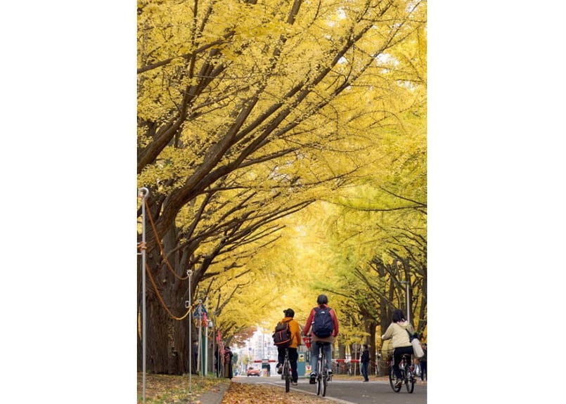 171a 銀杏並木 | 下絵工房カルトーネ