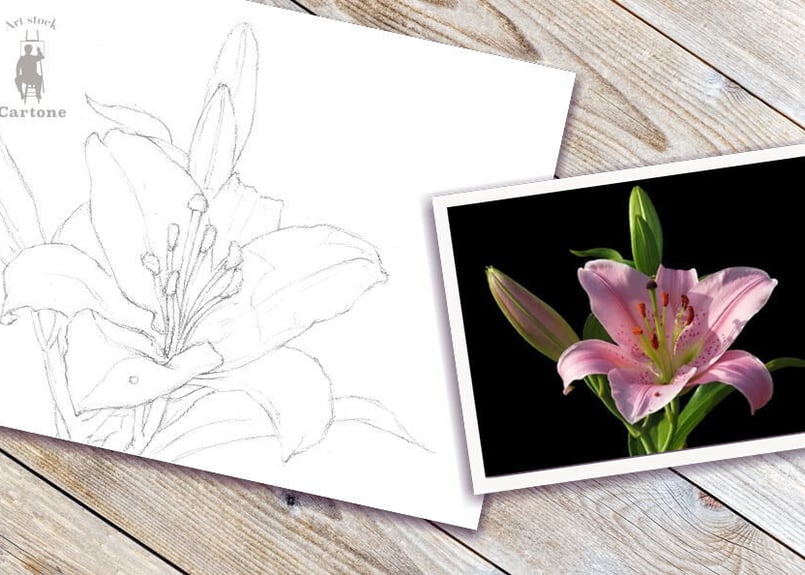 091c ピンクのユリの花 | 下絵工房カルトーネ