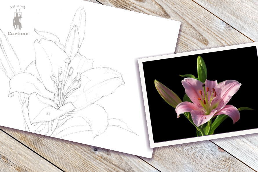 091c ピンクのユリの花 | 下絵工房カルトーネ