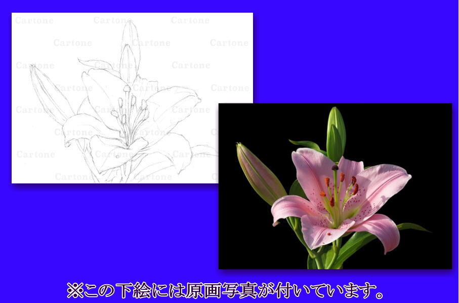 091a ピンクのユリの花 | 下絵工房カルトーネ