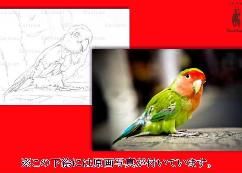 041c カラフルなインコ | 下絵工房カルトーネ